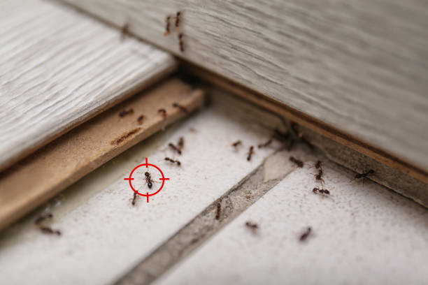 Best Ant Control Services  in Seymour, IN