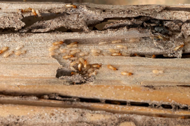 Best Emergency Pest Control  in Seymour, IN